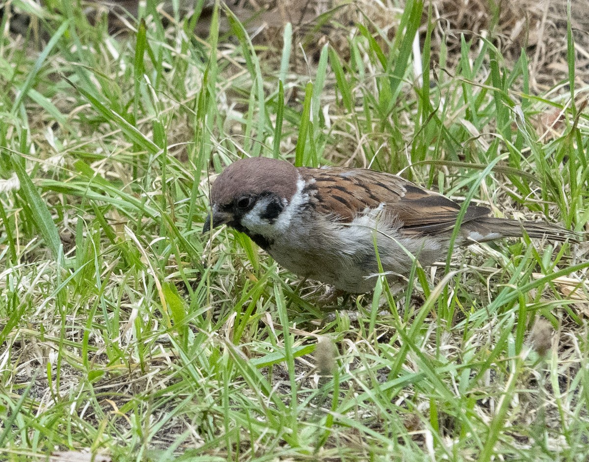 Eurasian Tree Sparrow - ML476267521