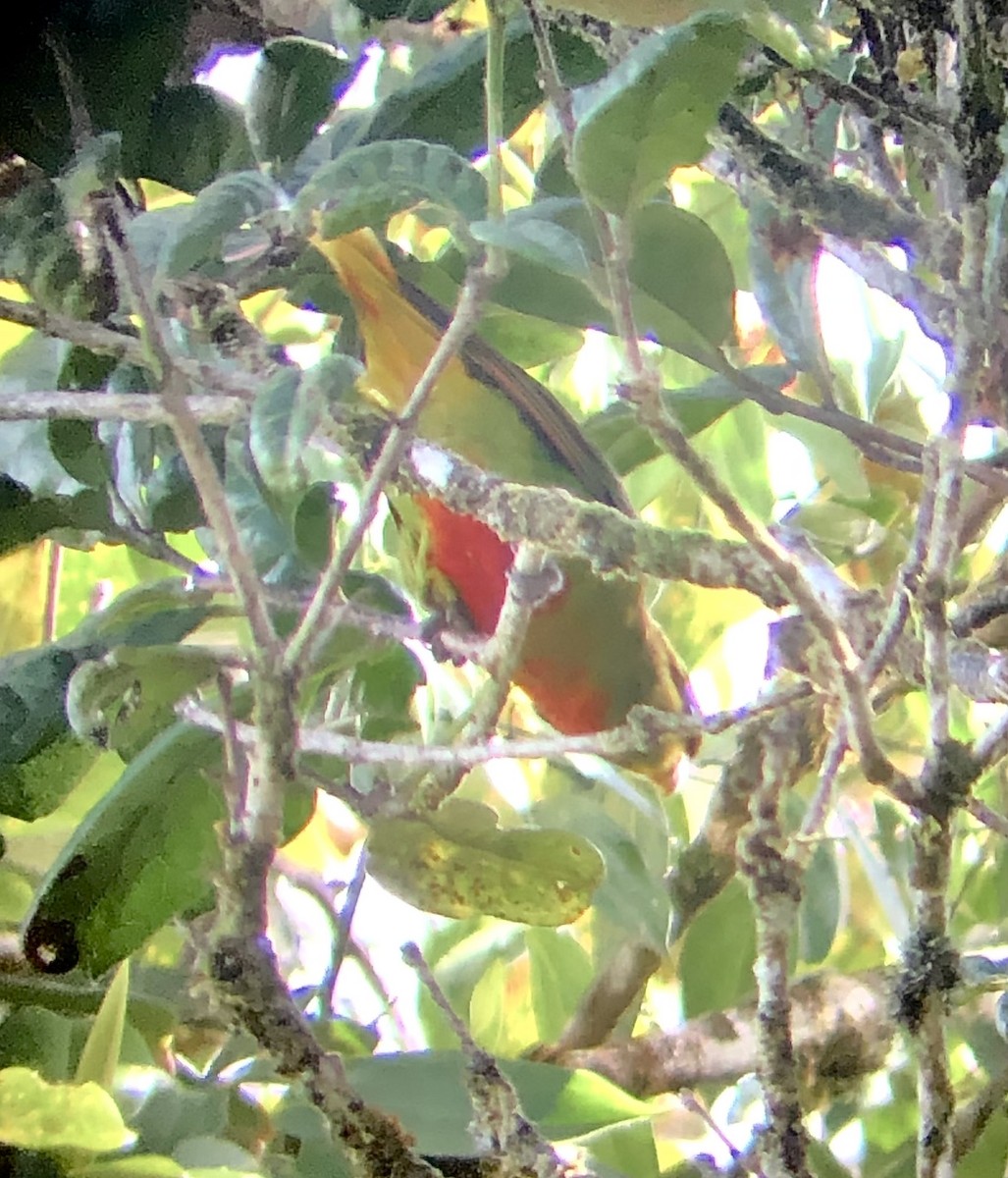 Red-breasted Pygmy-Parrot - ML476267961