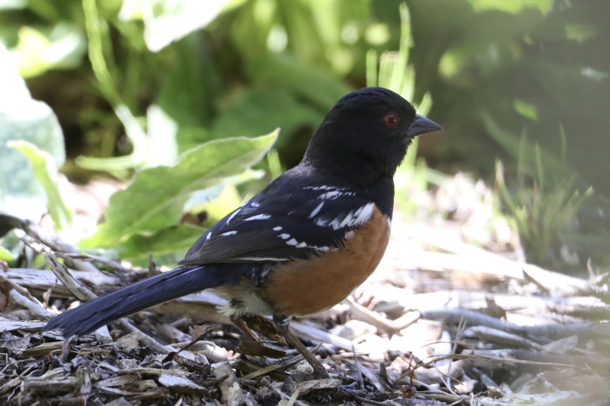 Spotted Towhee - ML476269061
