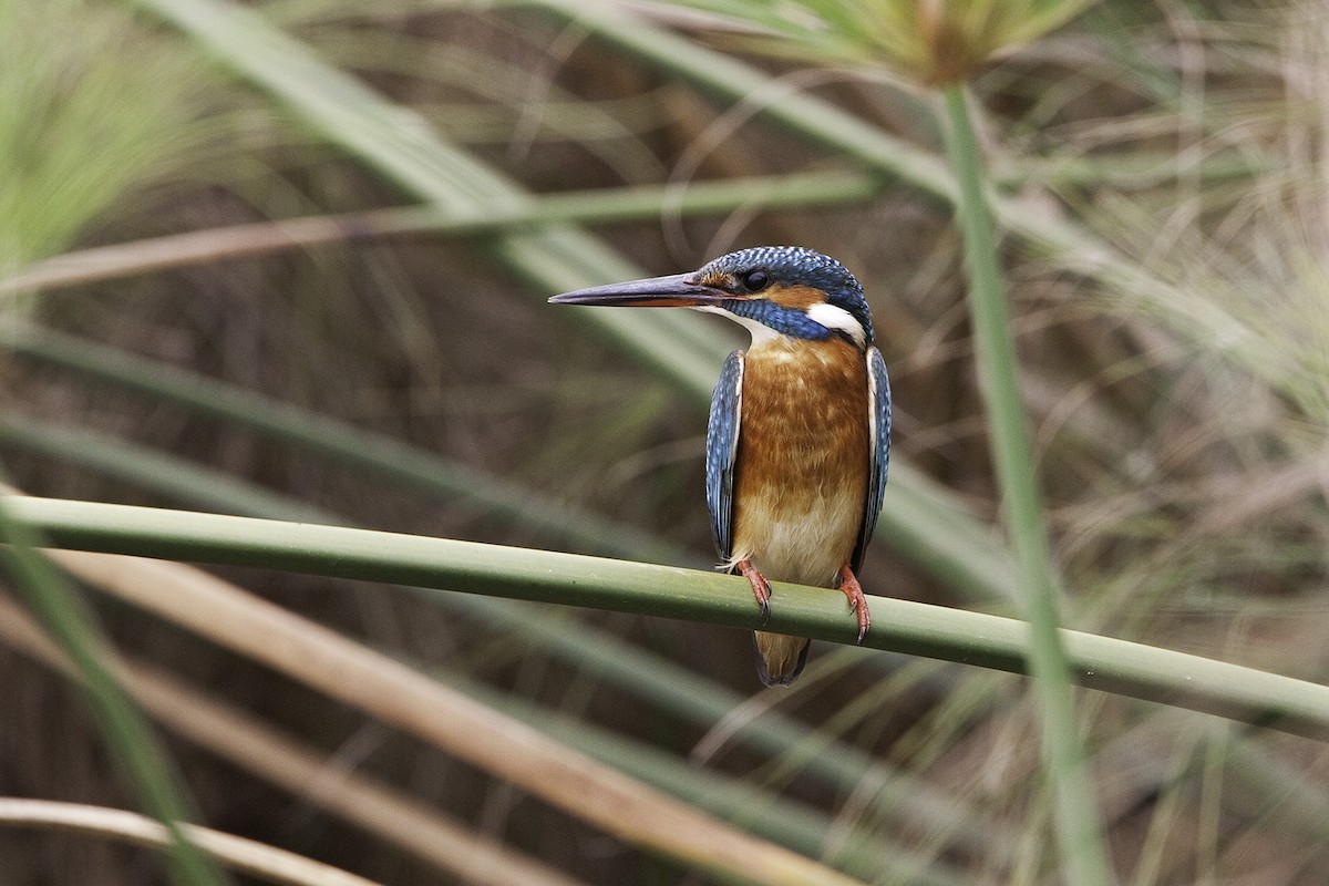 Common Kingfisher - Rob Olivier