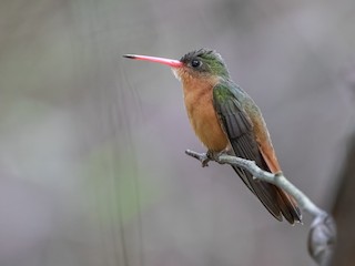  - Cinnamon Hummingbird