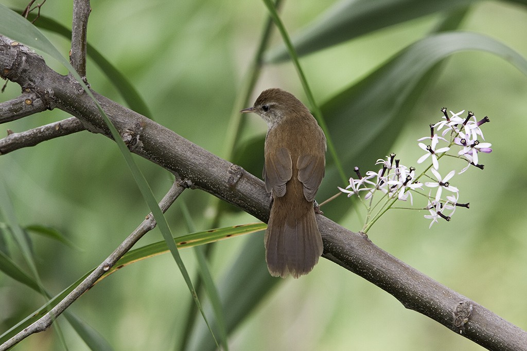 Cetti's Warbler - Rob Olivier