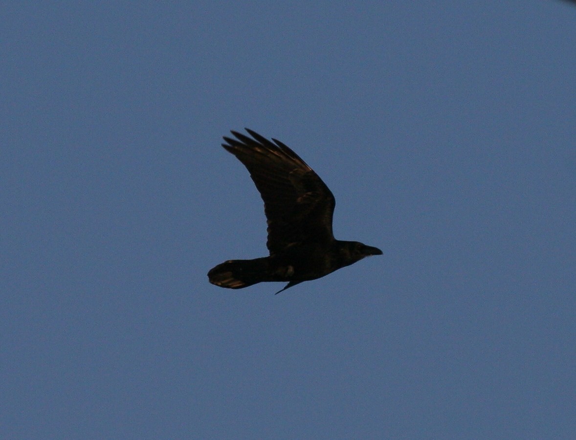 Common Raven - ML47626971