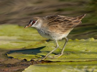  - White-browed Crake