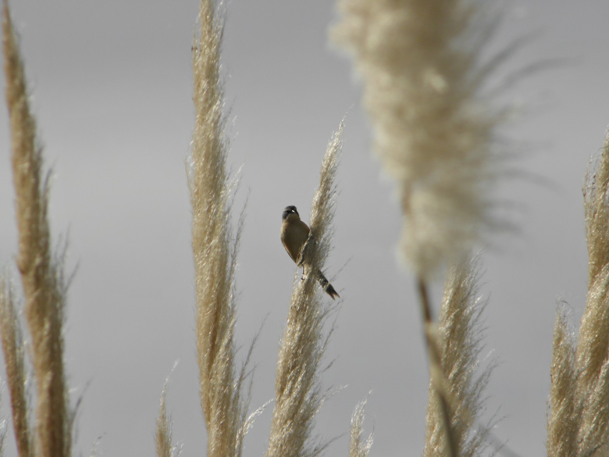 Long-tailed Reed Finch - Mariano  Ordoñez