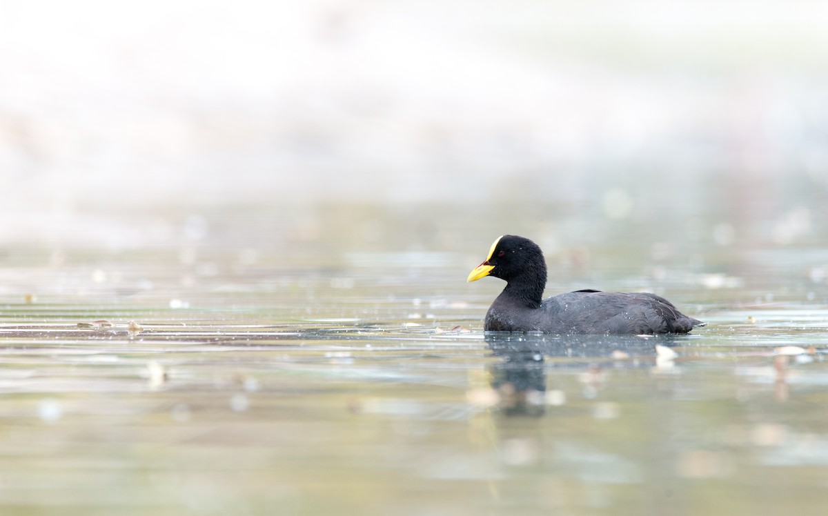 Red-gartered Coot - ML47627681