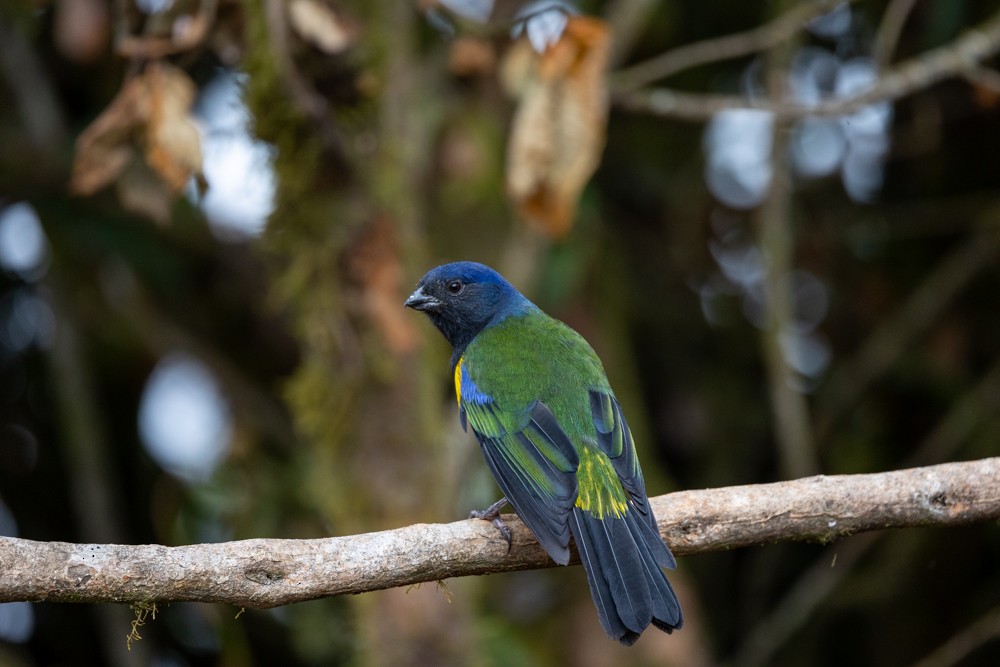 Black-chested Mountain Tanager - ML476277421