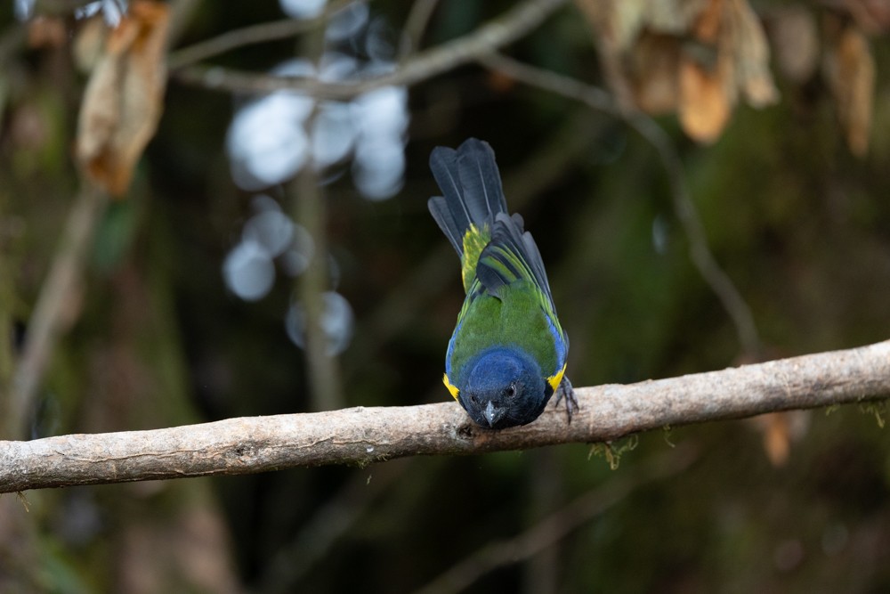 Black-chested Mountain Tanager - ML476277431
