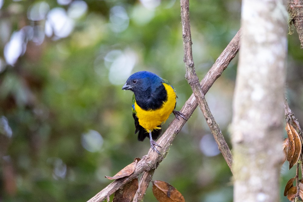 Black-chested Mountain Tanager - ML476277441