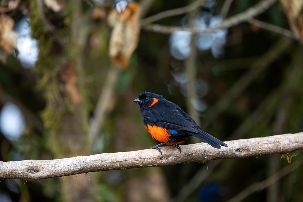 Scarlet-bellied Mountain Tanager - ML476277491