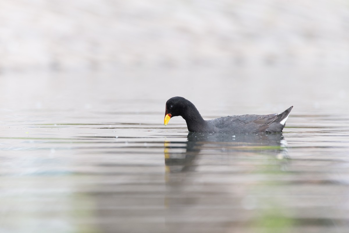 Red-fronted Coot - ML47627751