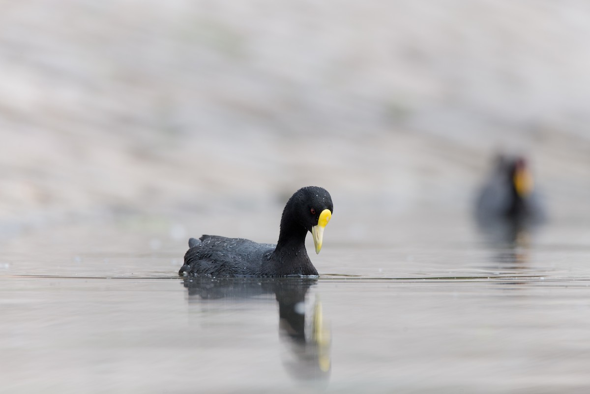 White-winged Coot - ML47627781