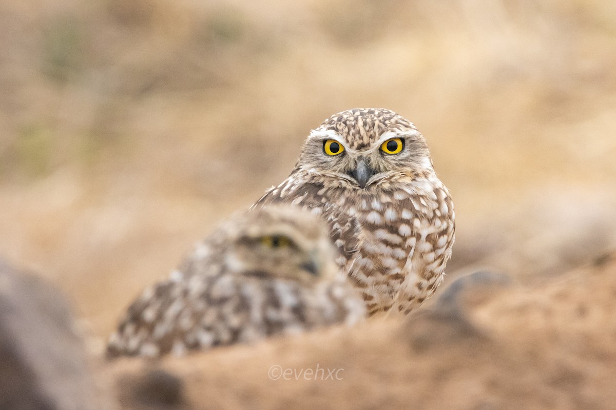 Burrowing Owl - Evelyn Henriquez