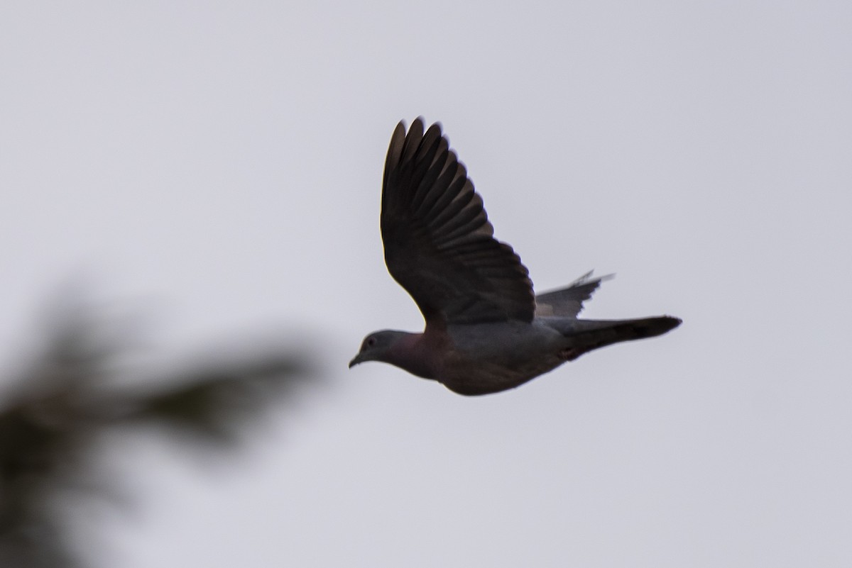 Pale-vented Pigeon - ML476282851