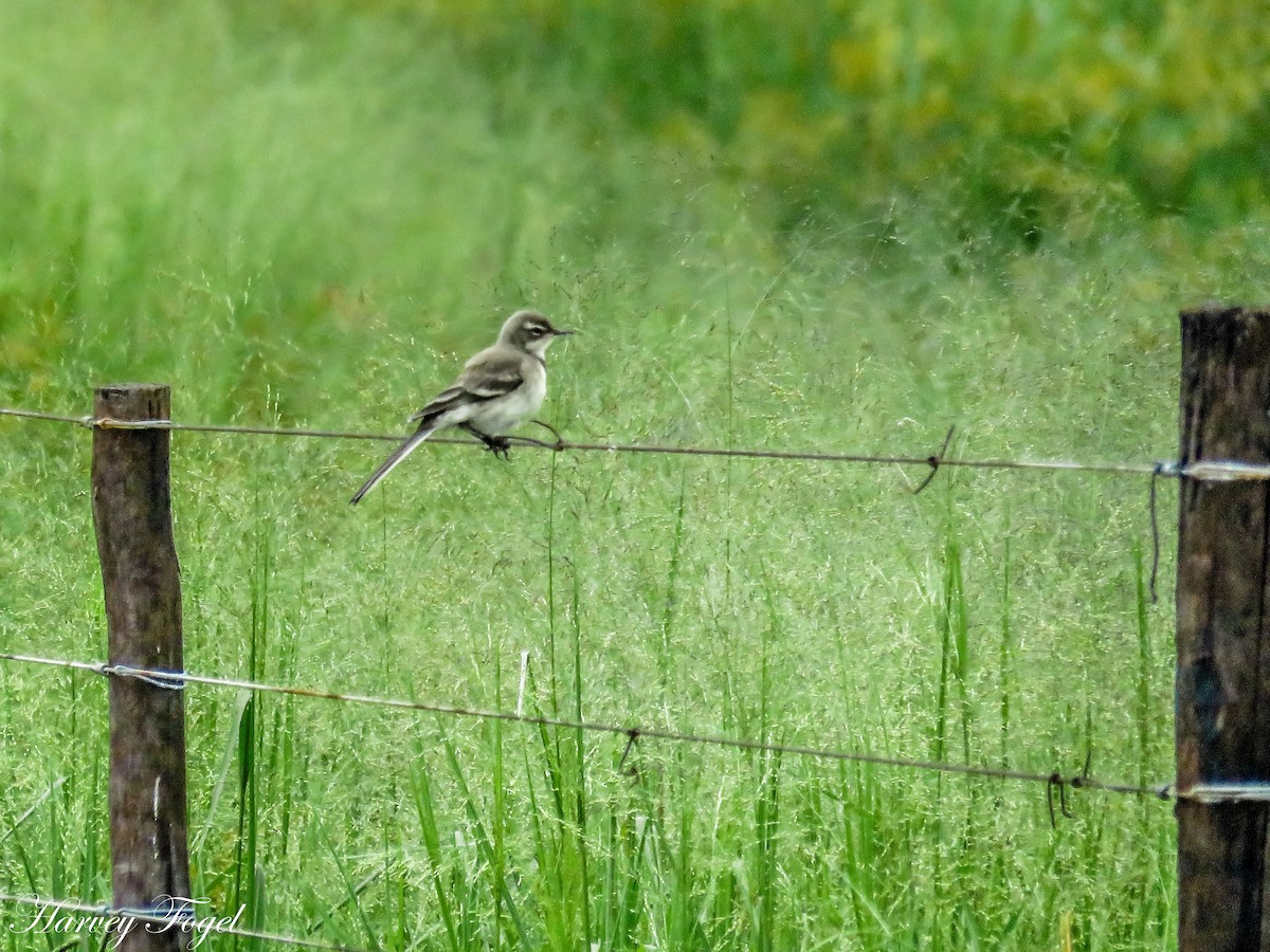 Cape Wagtail - ML47628491