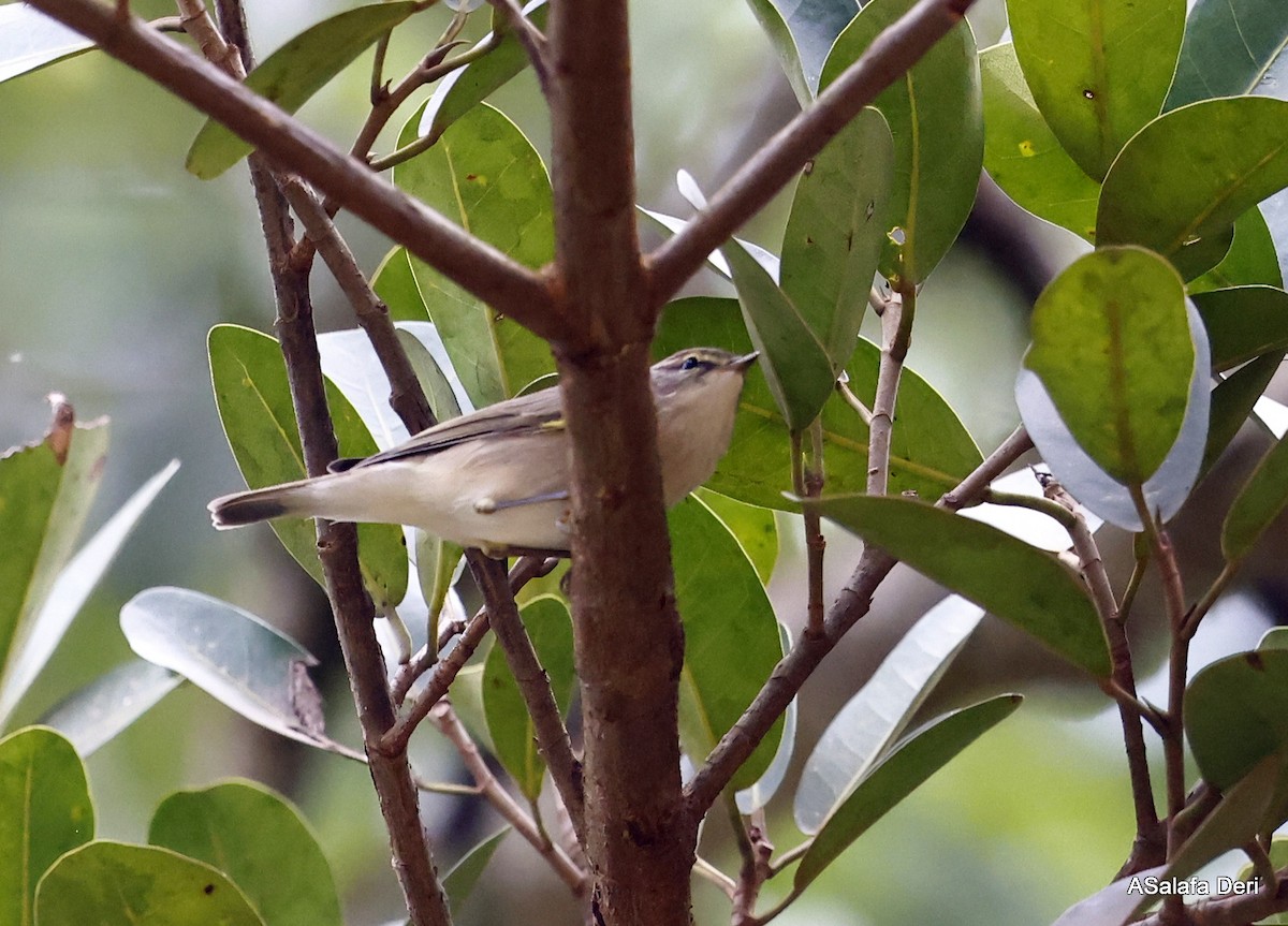 Uganda Woodland-Warbler - ML476286951