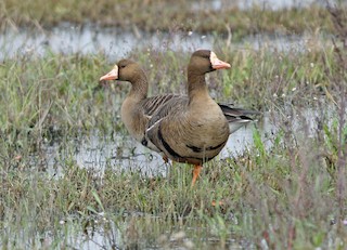 Greater White-fronted Goose, ML47628831