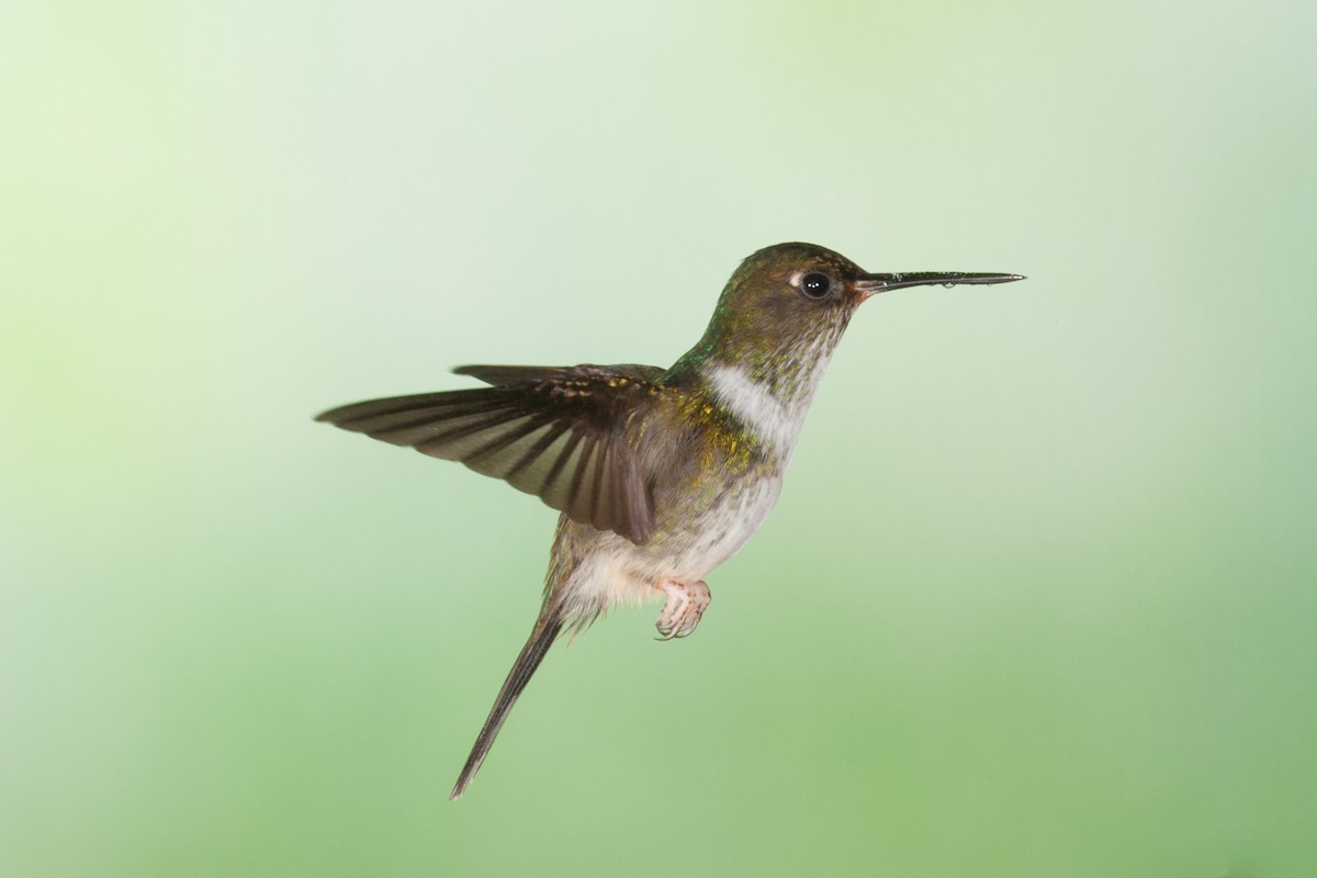 kolibřík ekvádorský - ML476289951