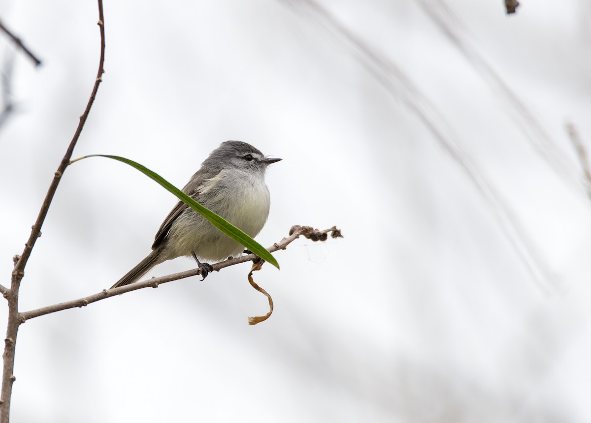 White-crested Tyrannulet (Sulphur-bellied) - Mariano  Ordoñez