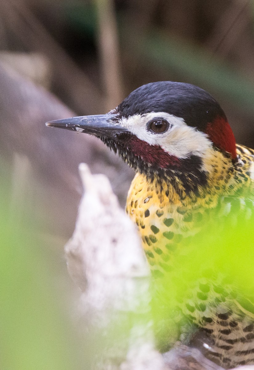 Green-barred Woodpecker - Mariano  Ordoñez