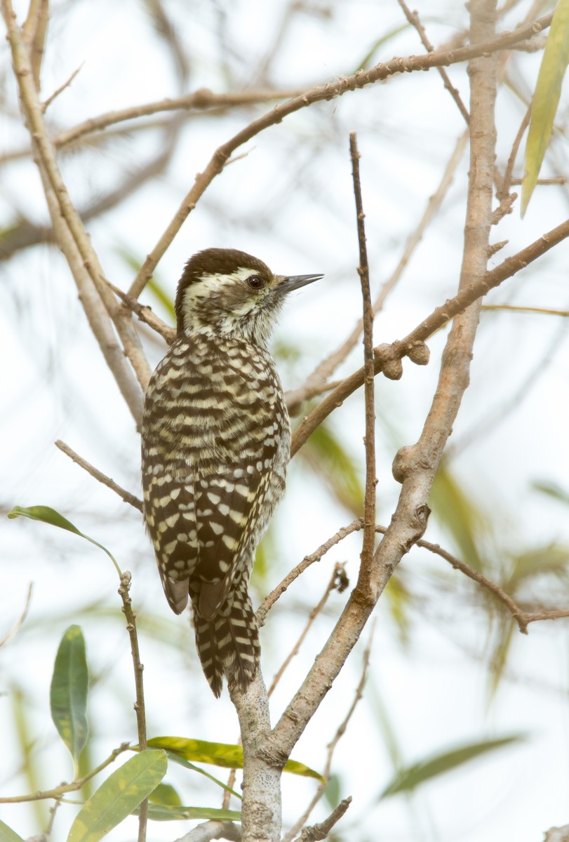 Checkered Woodpecker - Mariano  Ordoñez