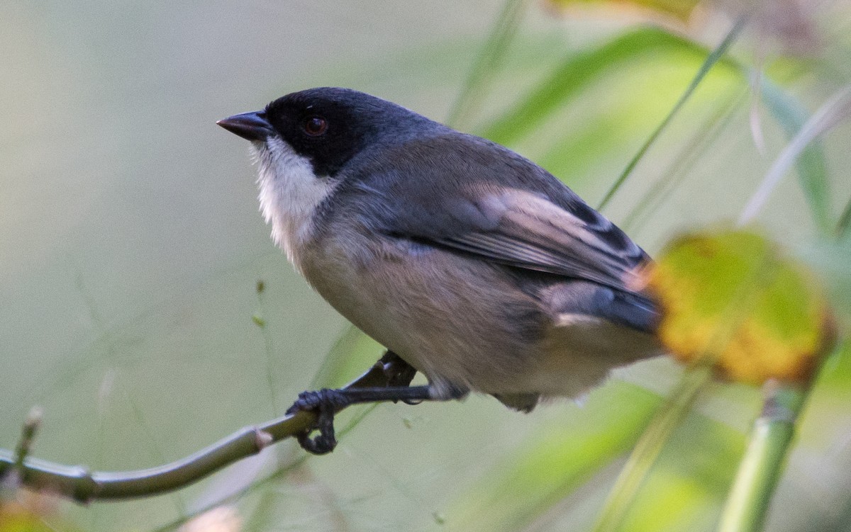 Black-capped Warbling Finch - Mariano  Ordoñez