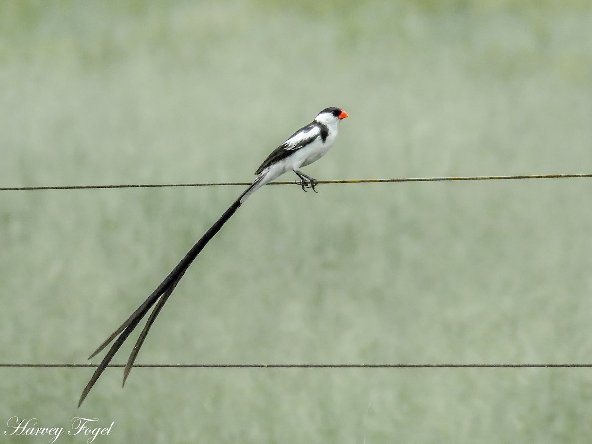 Pin-tailed Whydah - ML47629391