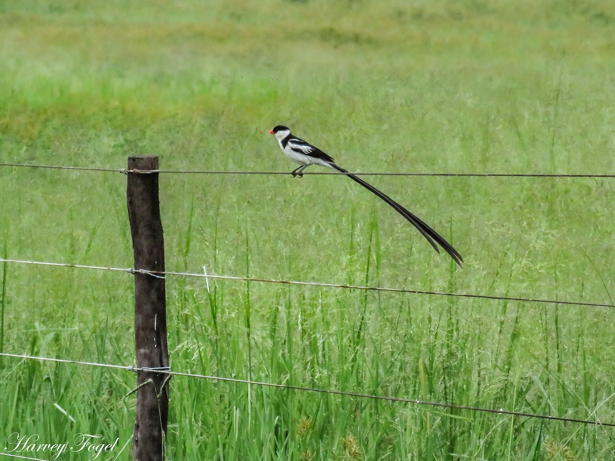 Pin-tailed Whydah - ML47629461
