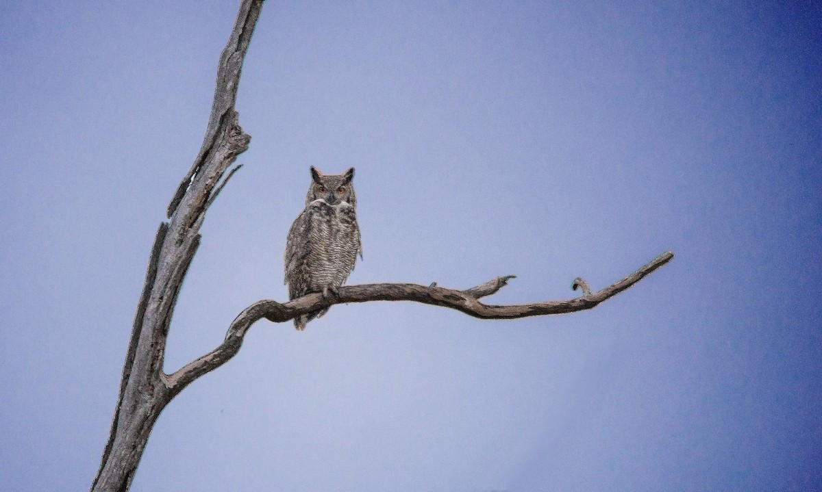 Great Horned Owl - ML47629611