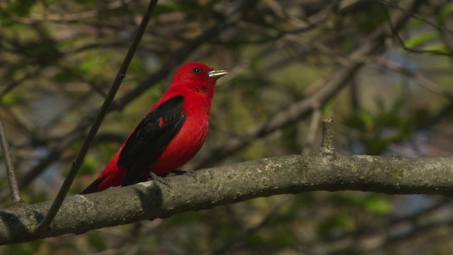 Scarlet Tanager - ML476298