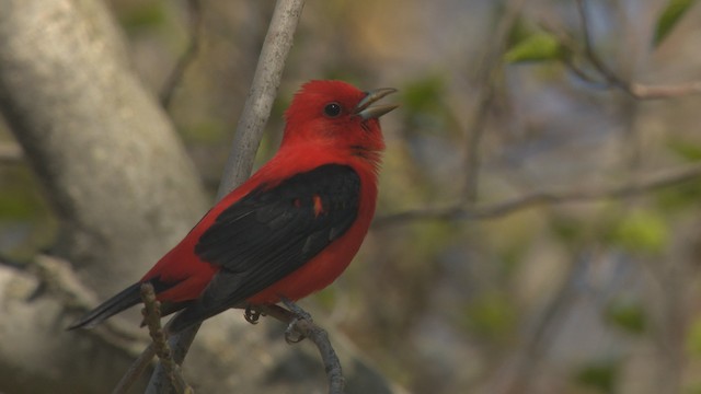 Scarlet Tanager - ML476299