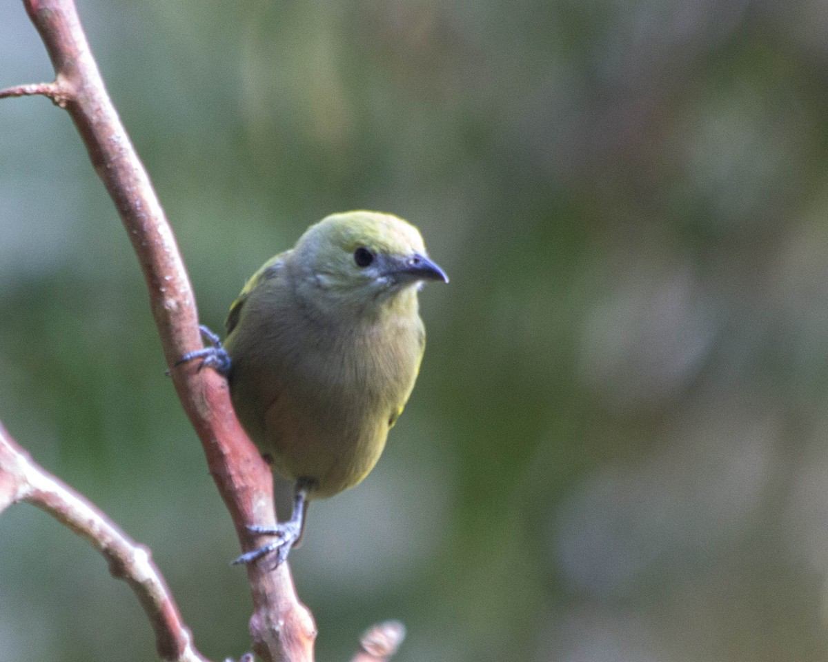 Palm Tanager - ML476299151