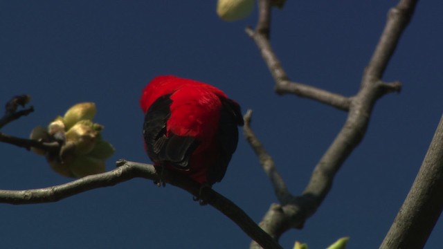 Scarlet Tanager - ML476300
