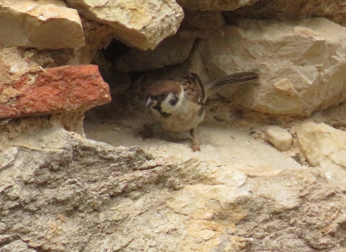 Eurasian Tree Sparrow - ML476300351