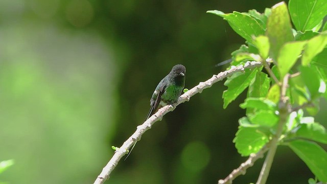 kolibřík trnoocasý - ML476300671