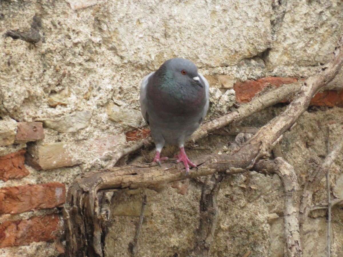 Rock Pigeon (Feral Pigeon) - ML476300891