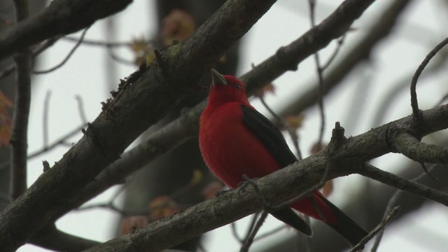 Scarlet Tanager - ML476301