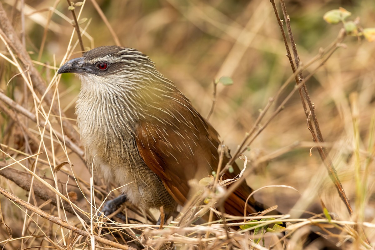 White-browed Coucal - ML476301231
