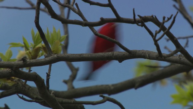 Scarlet Tanager - ML476302
