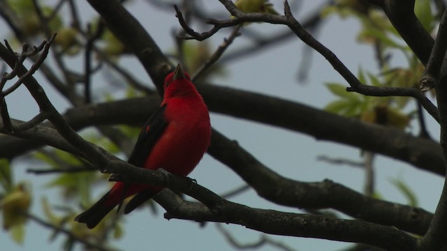 Scarlet Tanager - ML476303
