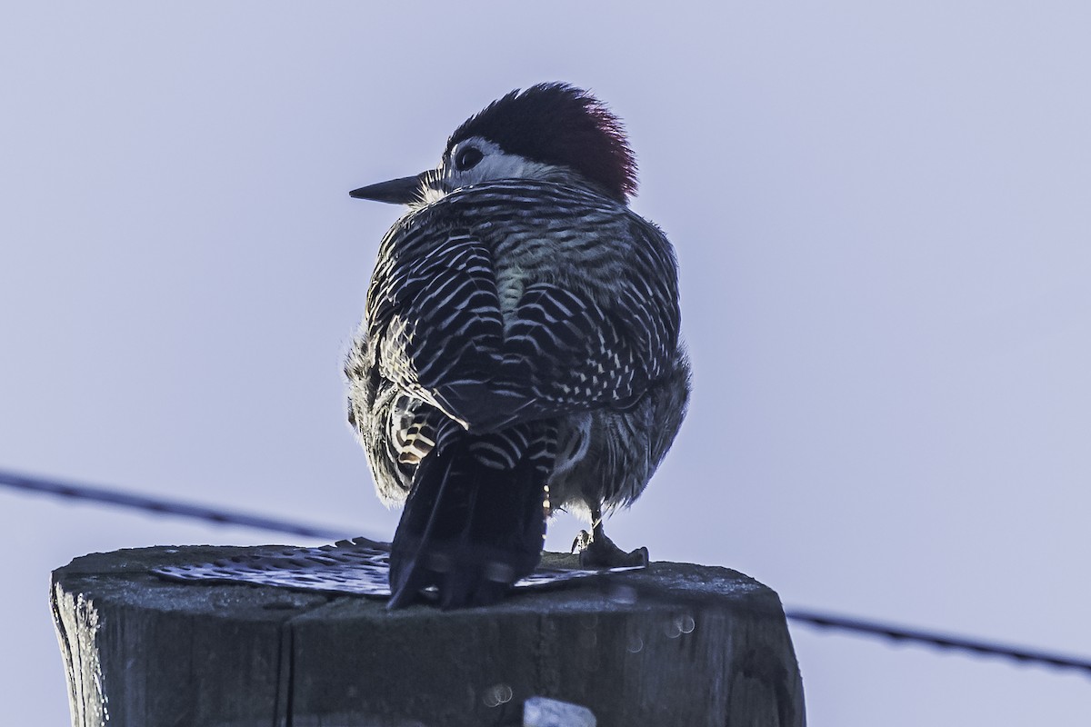 Green-barred Woodpecker - ML476303221