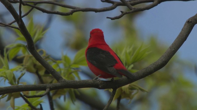 Scarlet Tanager - ML476304