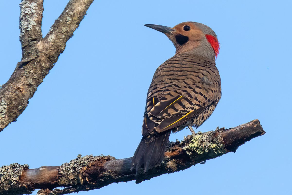 Northern Flicker (Yellow-shafted) - ML476304521
