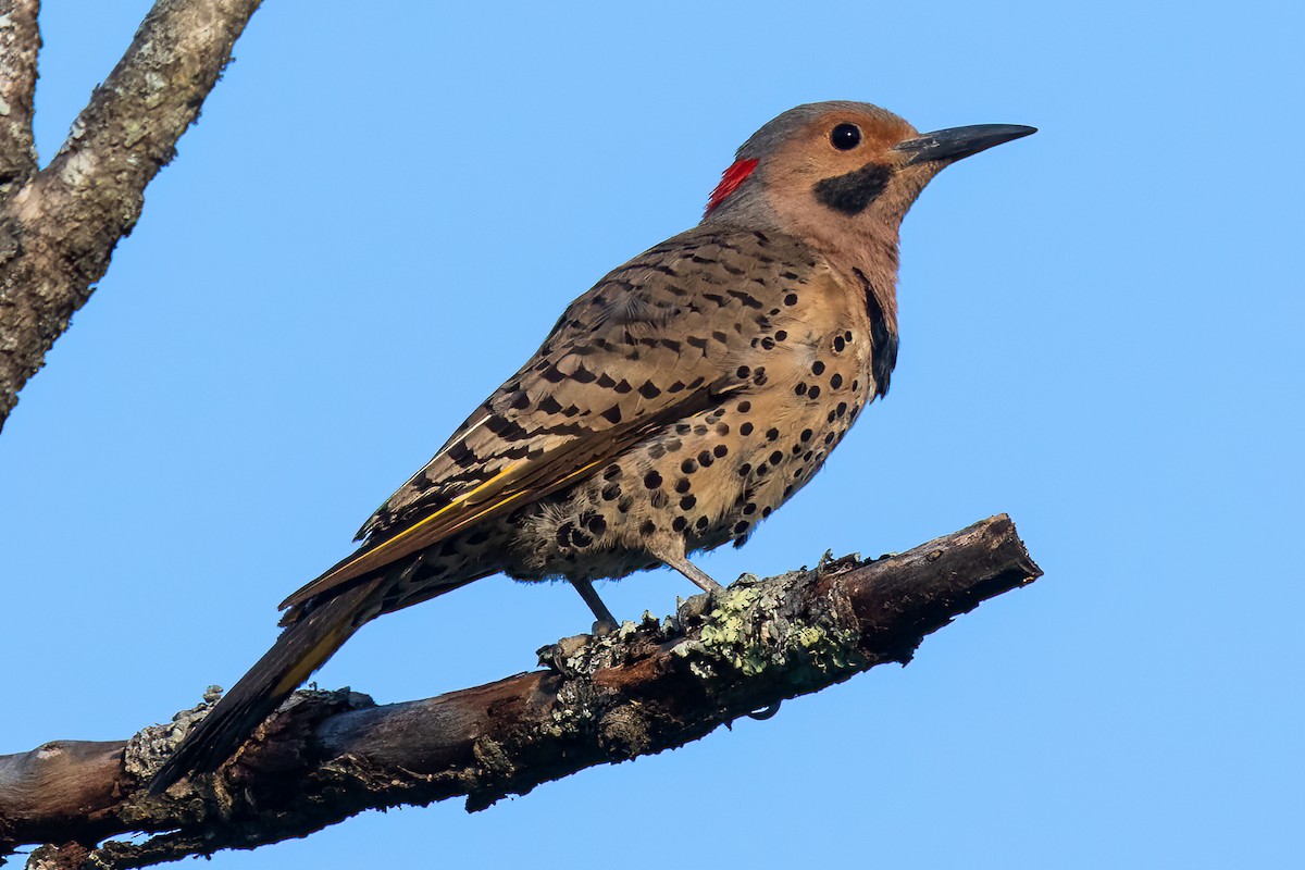 Northern Flicker (Yellow-shafted) - ML476304531