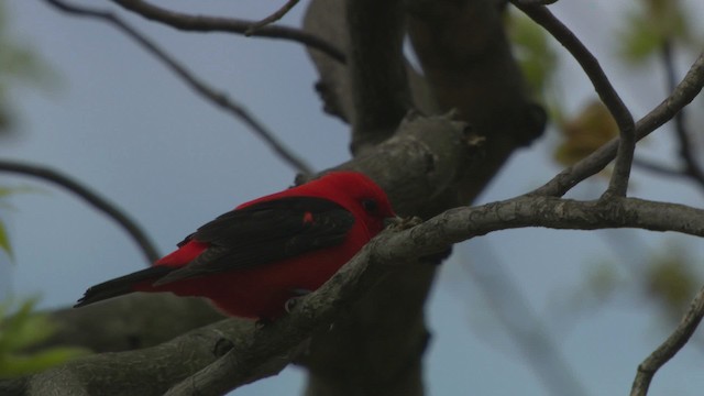 Scarlet Tanager - ML476305