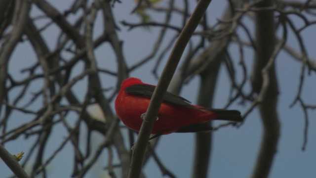 Scarlet Tanager - ML476306