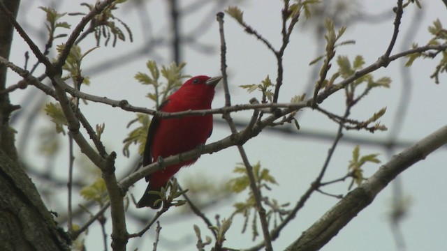 Scarlet Tanager - ML476307
