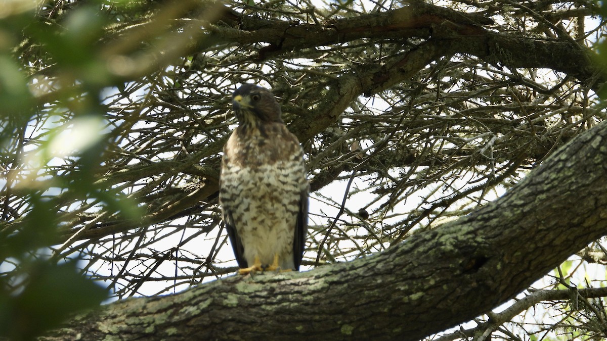 eBird Checklist - 18 Aug 2022 - Peveto Woods--Baton Rouge Audubon ...