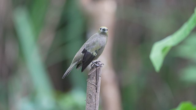 Palm Tanager - ML476317201