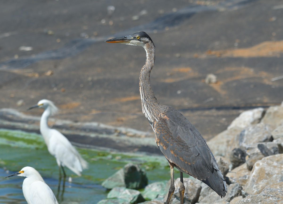 Great Blue Heron - Jerry Ting